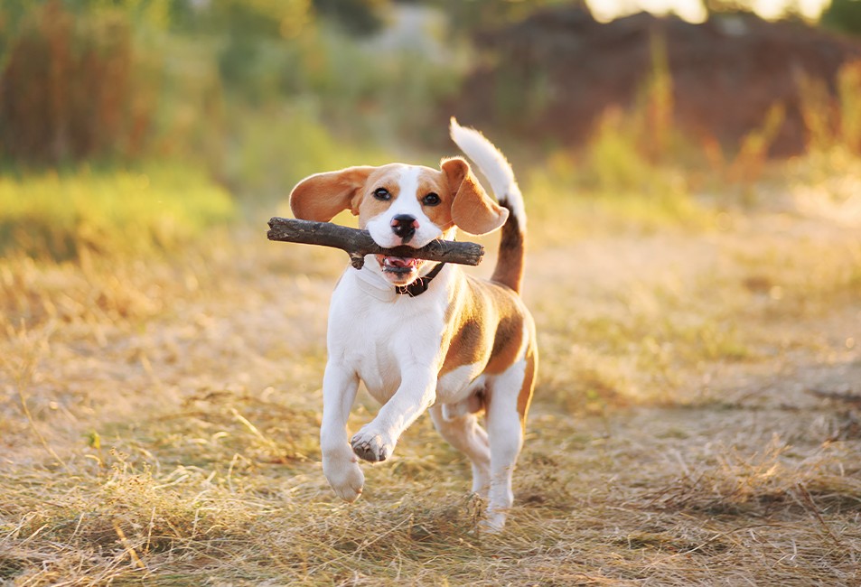 Jesienne zdjęcia zwierząt