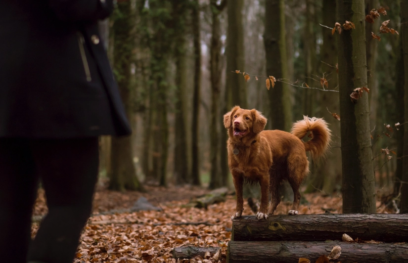 jak fotografować psy